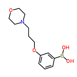 cas no 1003028-41-8 is {3-[3-(4-Morpholinyl)propoxy]phenyl}boronic acid