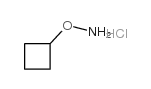 cas no 137270-23-6 is O-Cyclobutyl-hydroxylamine hydrochloride