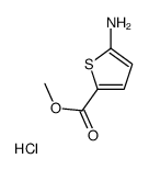 cas no 14597-57-0 is 5-Amino-2-thiophenecarboxylic acid methyl ester hydrochloride