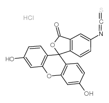 cas no 63469-13-6 is fluorescein isothiocyanate i hydrochloride